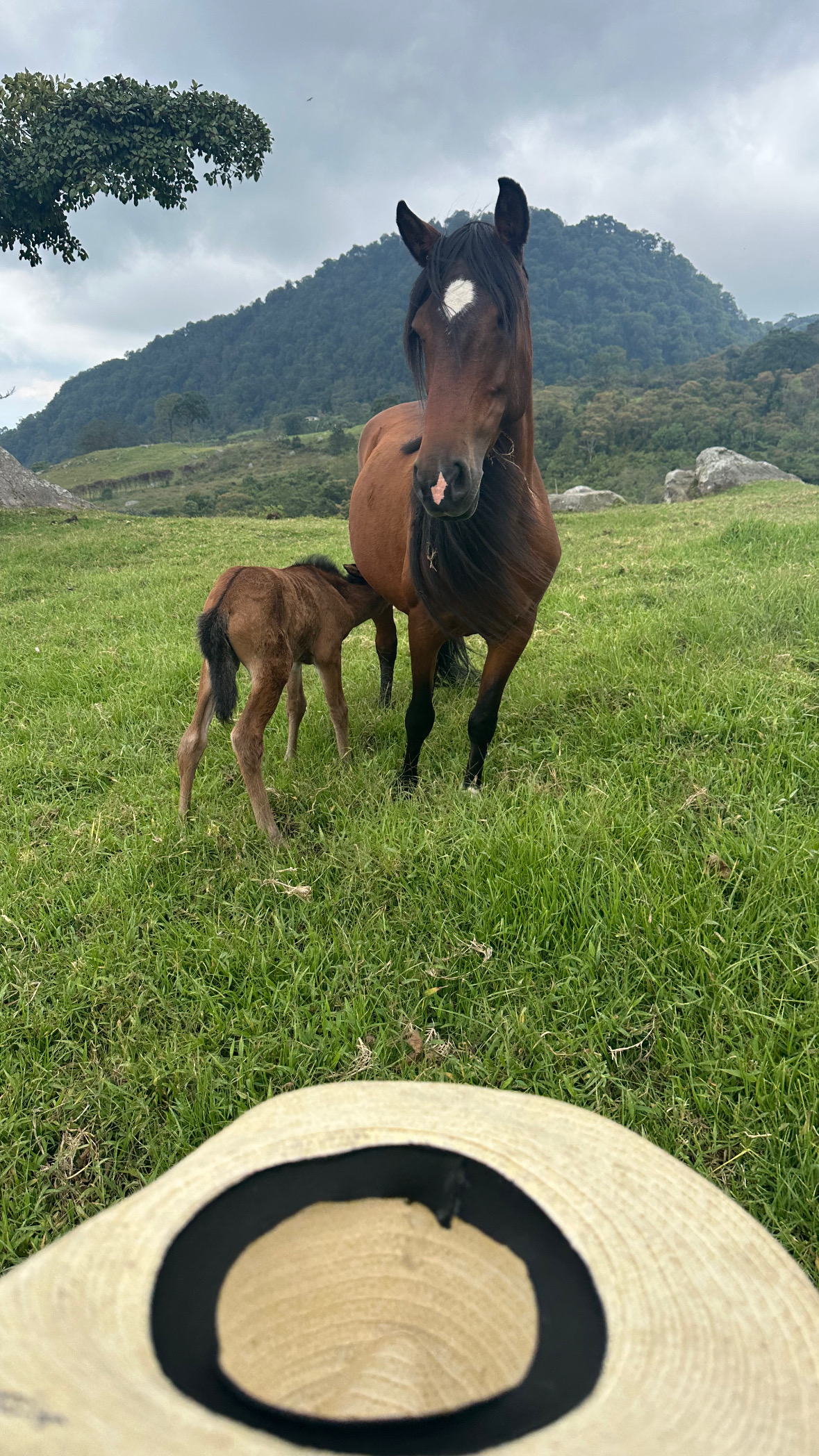 Galería del evento Caballos con Alas