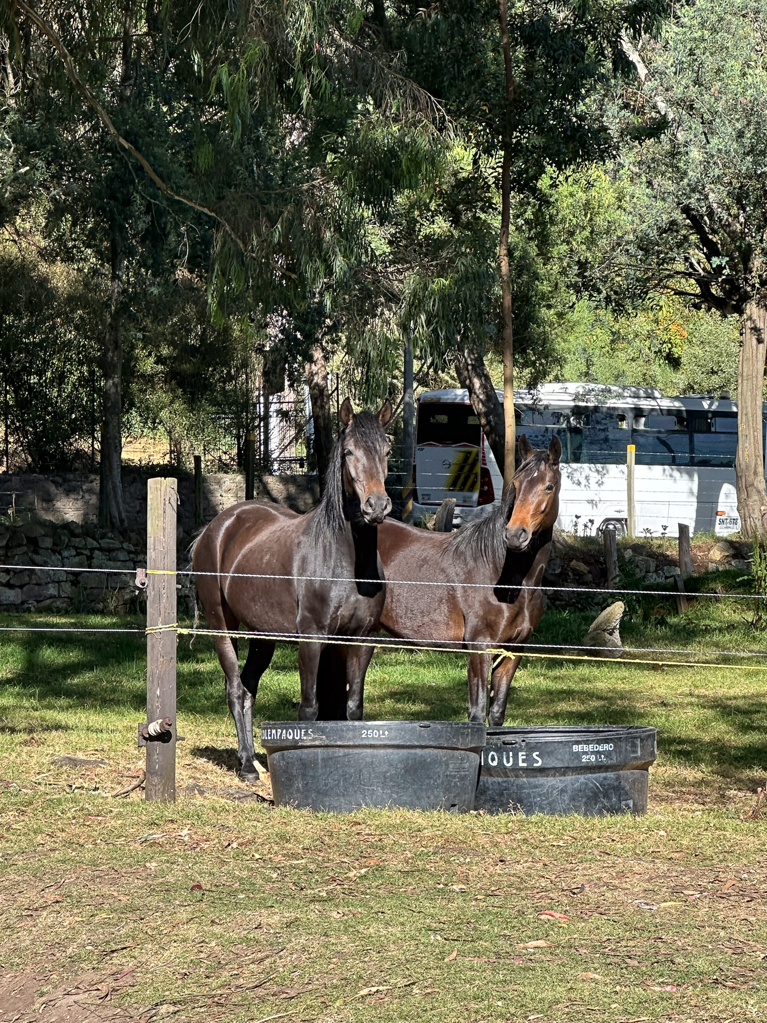 Galería del evento Caballos con Alas