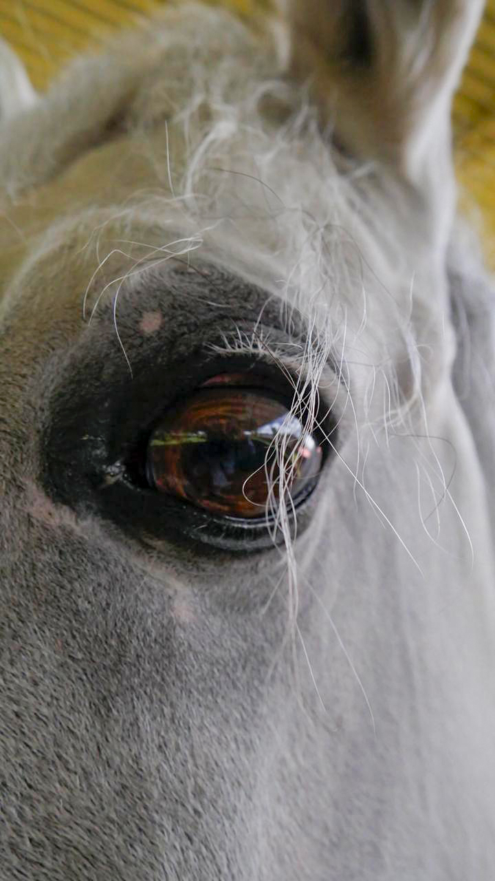 Galería del evento Caballos con Alas